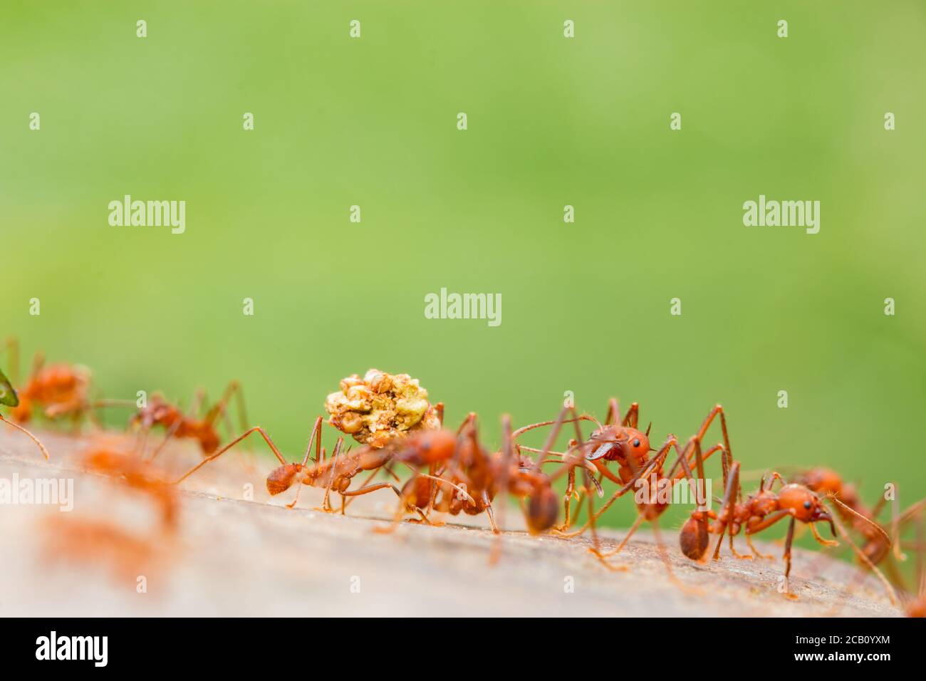 Blattschneiderameisen der Gattung Atta, die in der Lage sind, das zwanzigfache ihres Körpergewichts zu tragen und frische Vegetation (in diesem Fall Blätter) zu schneiden und zu verarbeiten Stockfoto