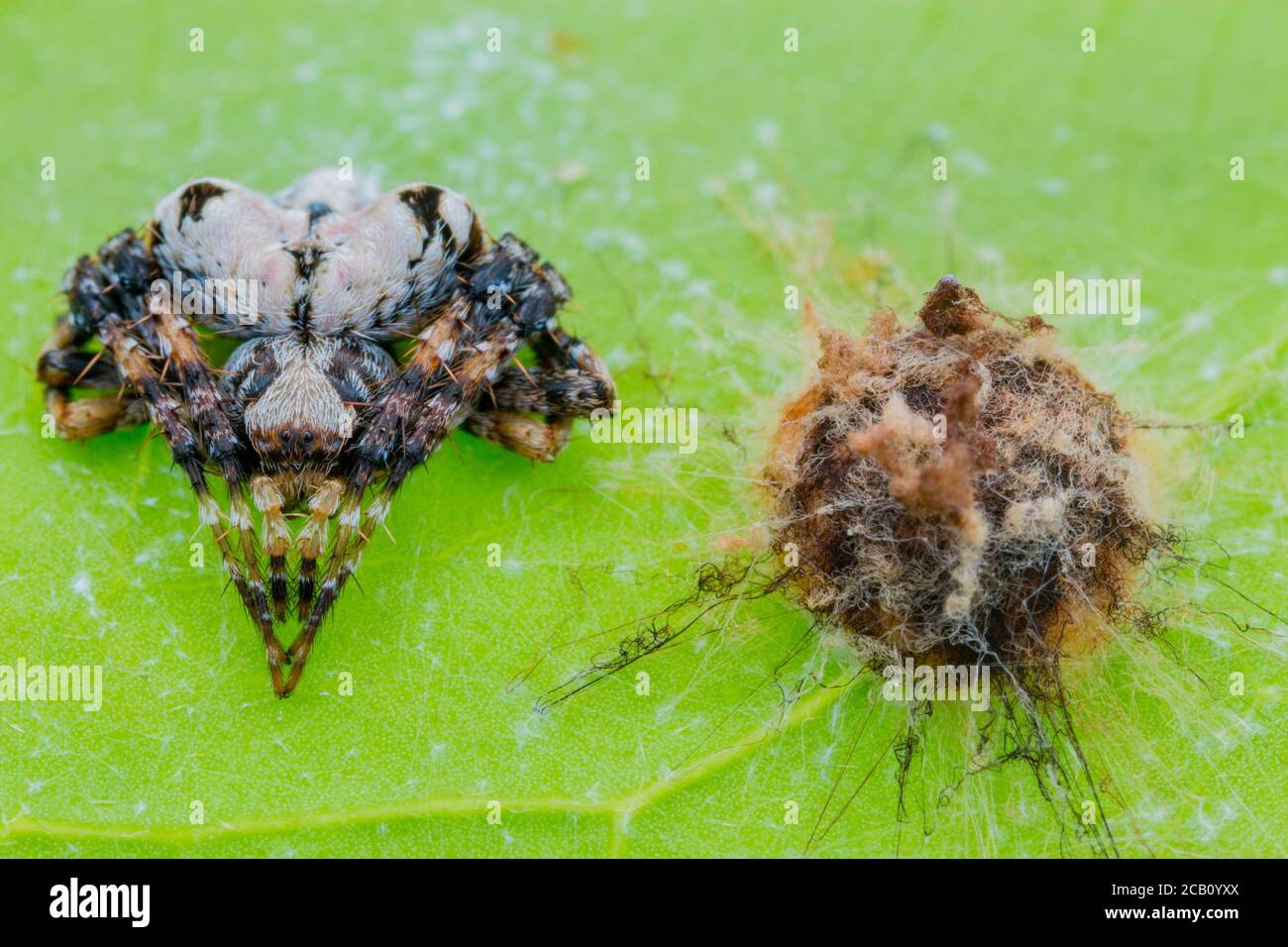 Eustala Spinne aus der Familie Araneidae. Icononzo, Tolima, Kolumbien Stockfoto