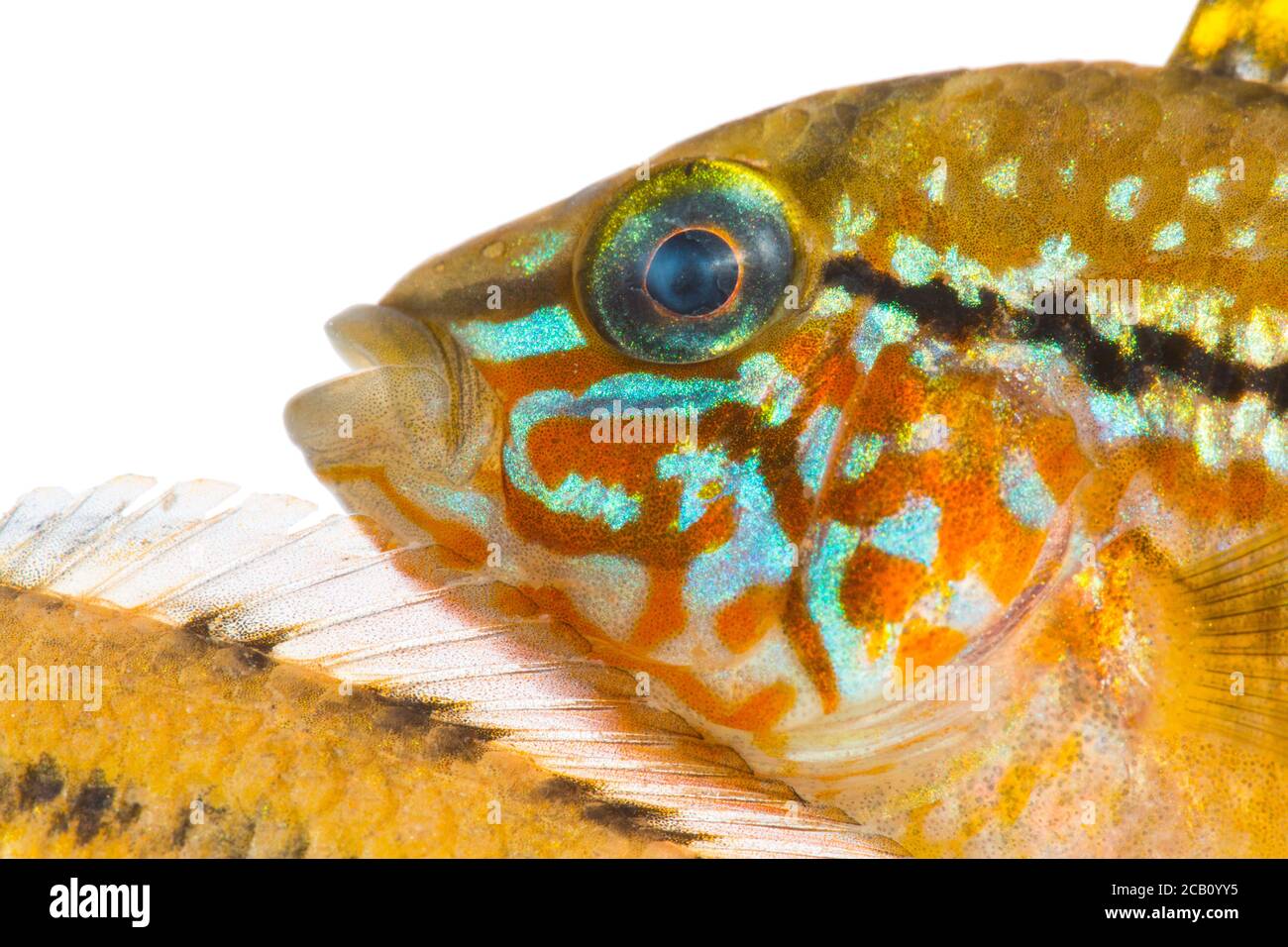 Apistogramma alacrina ist eine Fischart aus der Familie der Cichlidae der Ordnung Perciformes. Stockfoto