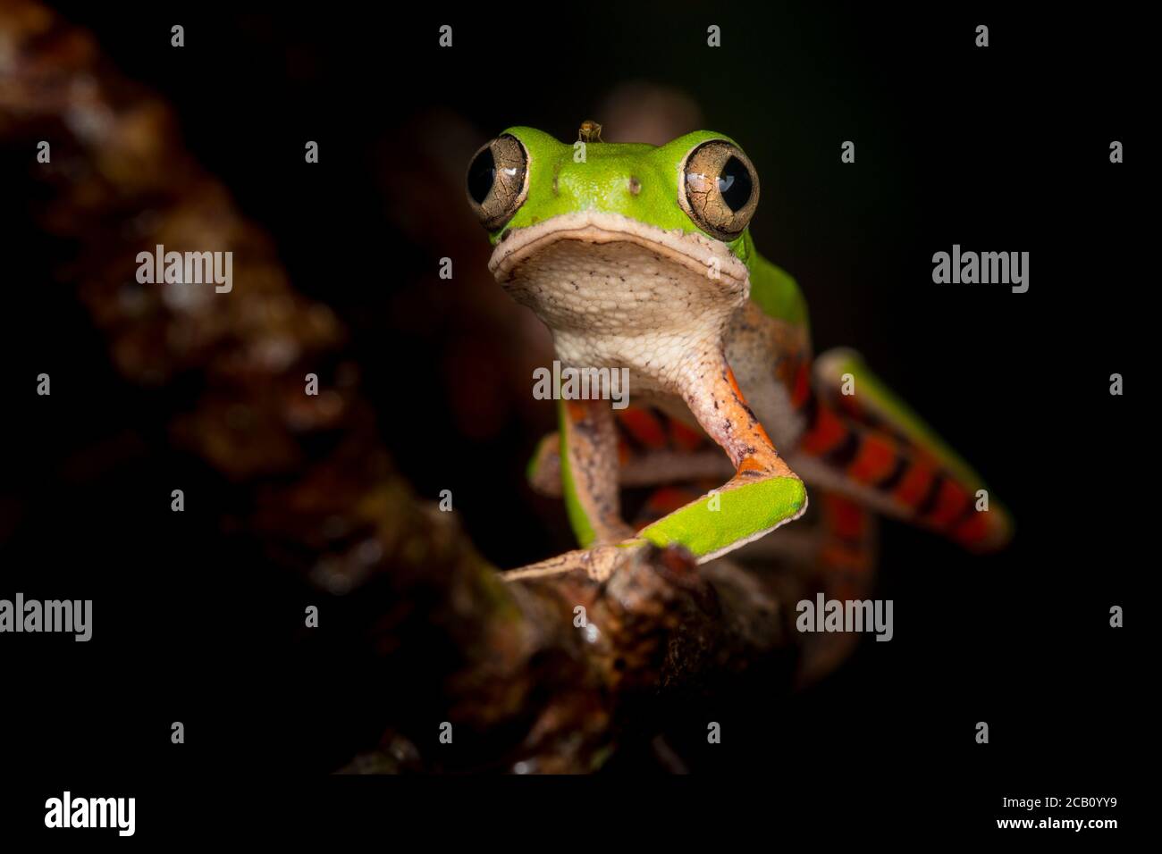Nördlicher Orangenblattfrosch oder Tigerbeiner Affenfrosch (Pitheopus hypochondrialis) in der Familie Phyllomedusidae in Südamerika gefunden. Stockfoto