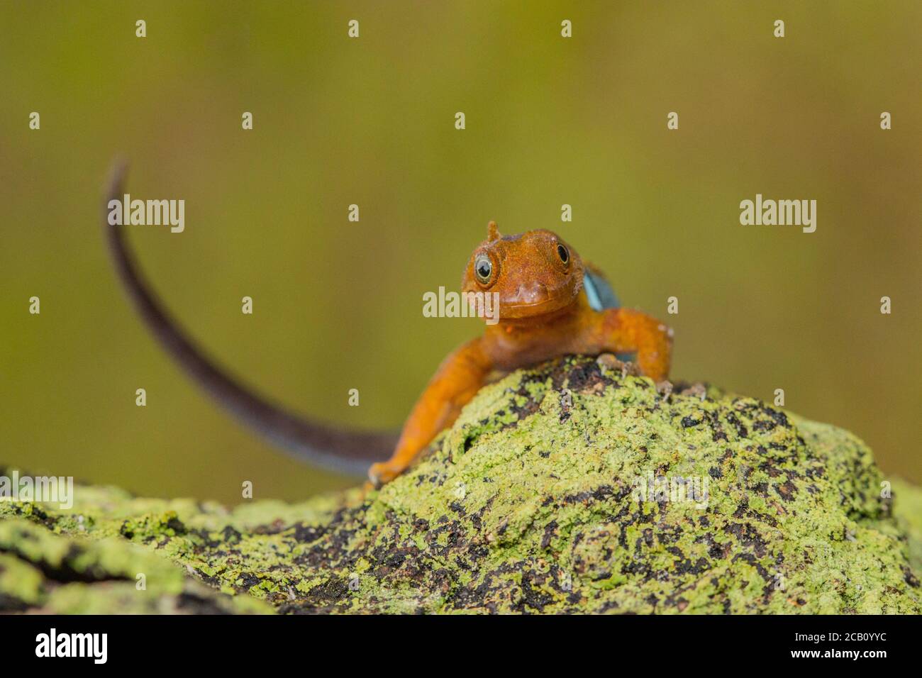 Gonatodes ist eine Gattung der Zwerggeckos der Neuen Welt aus der Familie Sphaerodactylidae, Kolumbien Stockfoto