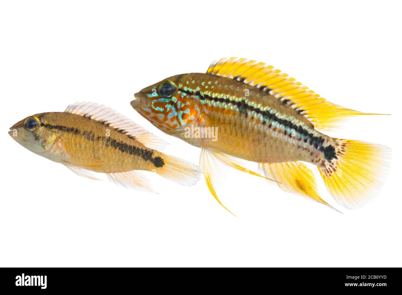 Apistogramma alacrina ist eine Fischart aus der Familie der Cichlidae der Ordnung Perciformes. Stockfoto