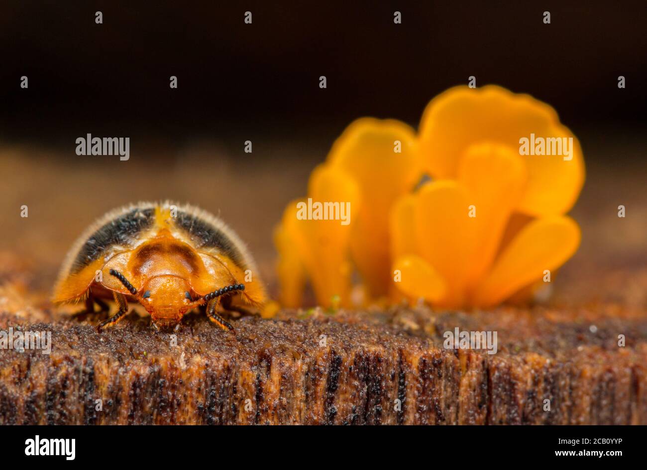 Nilioninae ist eine Unterfamilie der Tenebrionidae, die 42 erhaltene neotropische Arten und eine fossile Art aus dem dominikanischen Bernstein umfasst, alle im Sing Stockfoto