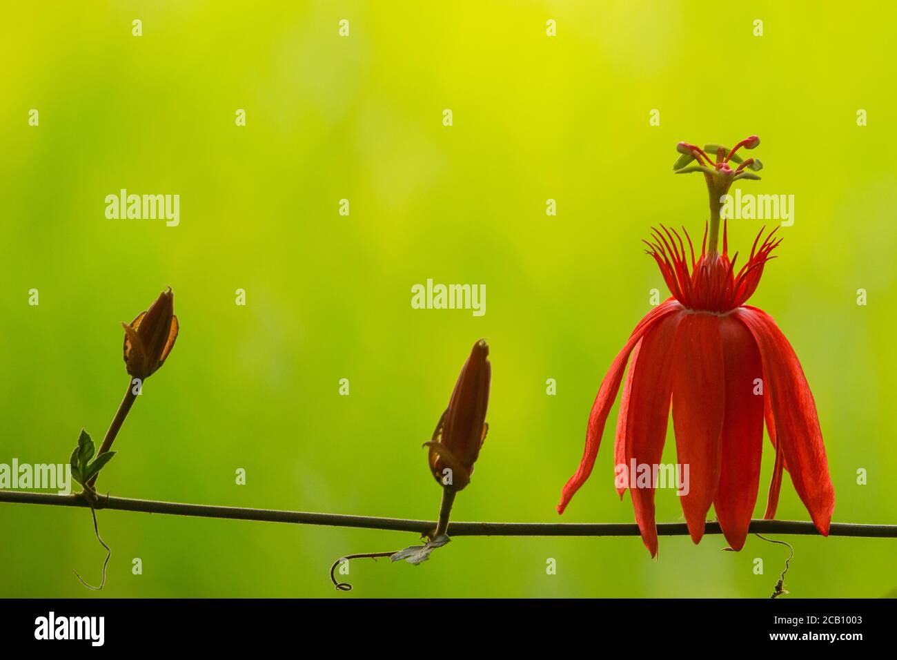 Passiflora coccinea (gemeinsame Namen scharlachrote Passionsblume, rote Passionsblume) ist eine schnell wachsende Rebe. Die Rebe stammt aus Nord-Südamerika. Stockfoto