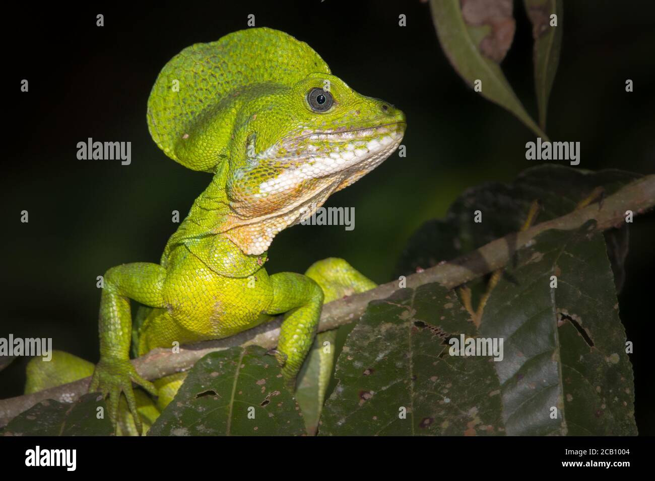 Basiliscus galeritus (Westbasilisk) ist eine Art von Squamata in der Familie Helmeidechsen. Stockfoto