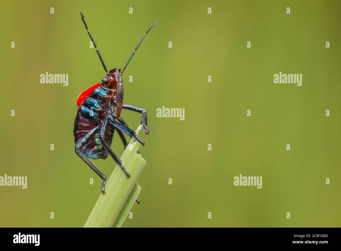 Hemiptera Nymphe auf Reisblatt warten auf kleinere Insekten zu jagen, Ibague, Kolumbien Stockfoto