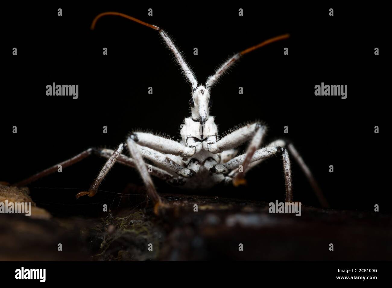 Wheel Bug Nymph (Arilus), Maracay, Kolumbien Stockfoto