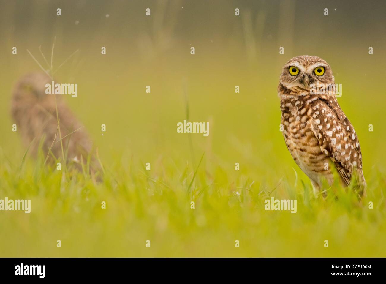 Das grabende Eule (Athene cunicularia) ist eine kleine, langbeinige Eule in offenen Landschaften von Nord- und Südamerika. Stockfoto
