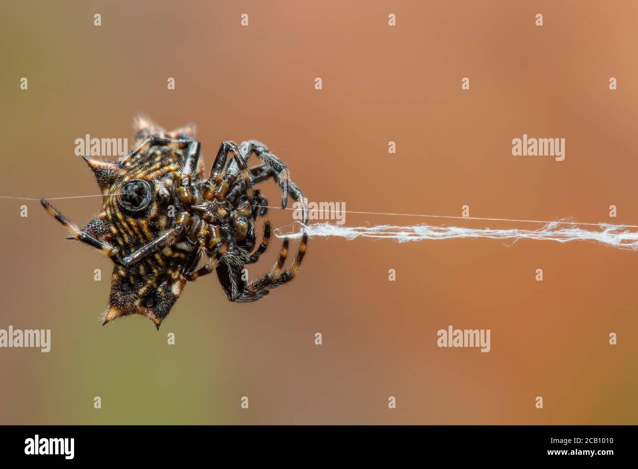 Gasteracantha (bekannt als spiny-backed Orb-Weavers, spiny Orb-Weavers, oder spiny Spinnen) ist eine Gattung von Orb-Weaver Spinnen, wo die Weibchen der meisten spec Stockfoto