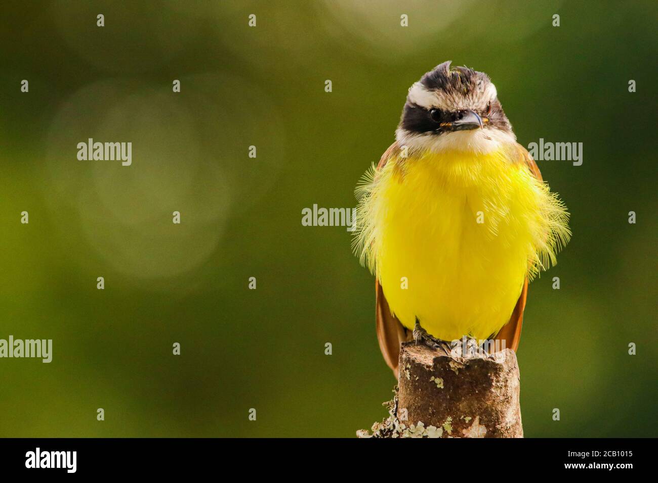Der große Kiskadee (Pitangus sulfuratus) Ist ein Singvogel in der Tyrann-Fliegenfänger-Familie Tyrannidae Stockfoto
