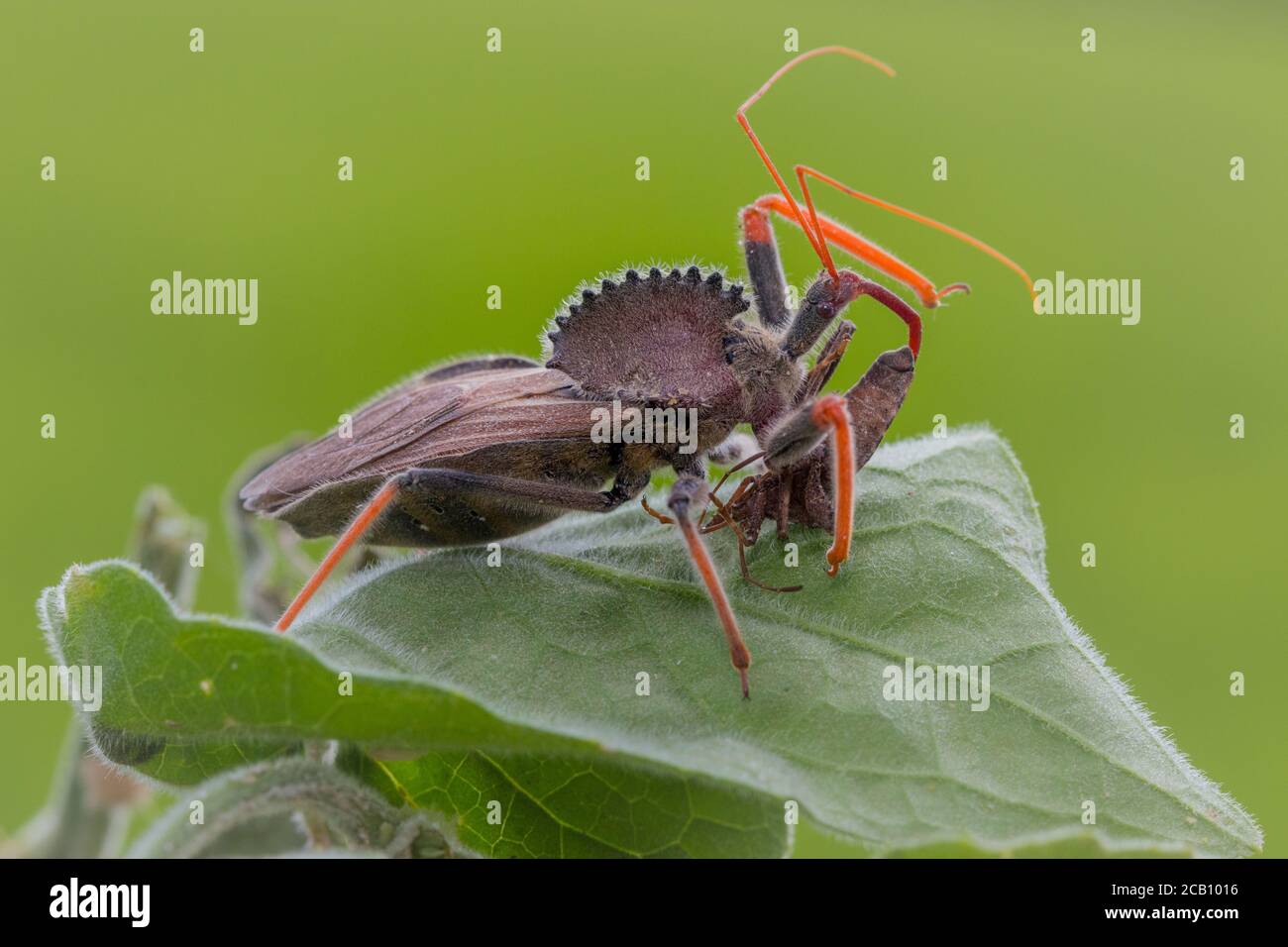 Wheel Bug (Arilus cristatus) ist eine Art von großen Assassinwanze in der Familie Reduviidae. Radfehler initiieren die Prädation, indem sie den greifen und anheften Stockfoto
