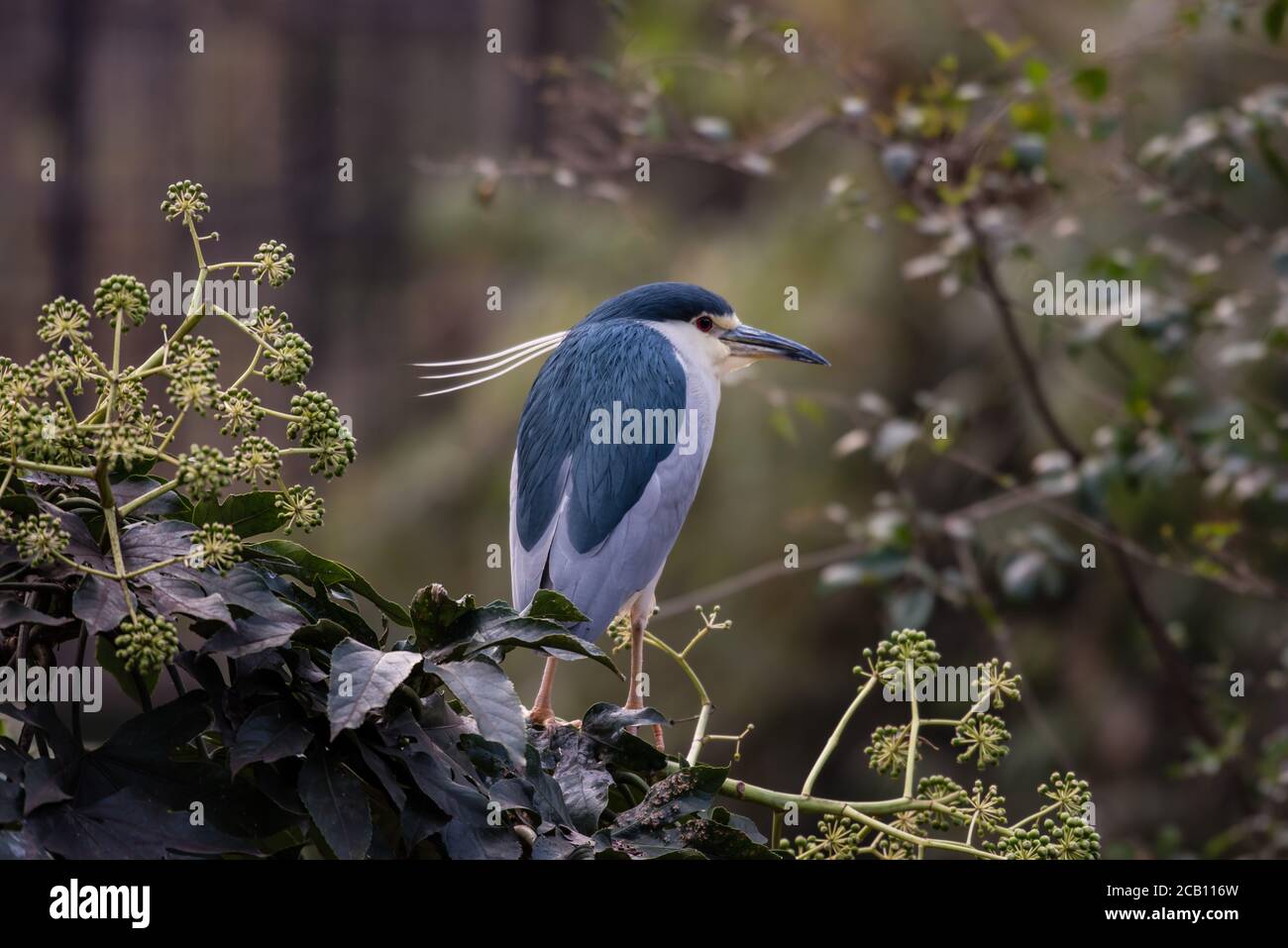 Heron steht seitwärts auf der Suche nach etwas zu fangen Stockfoto