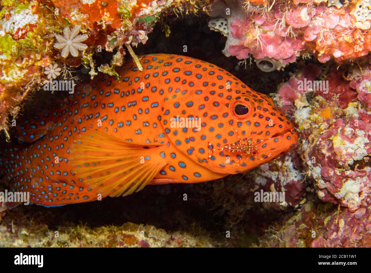 Diese sauberere Garnele, Urocaridella antonbrunii, überprüft sorgfältig den Korallenbarsch Cephalopholis miniata auf Parasiten. Korallenbarsch sind auch c Stockfoto