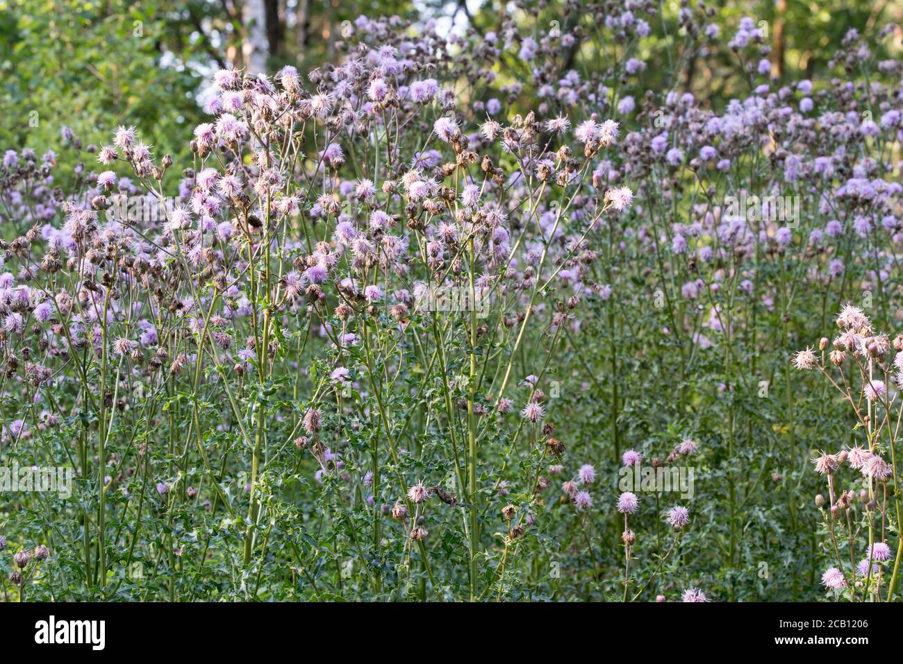 Cirsium arvense, Felddistel flauschige Blüten in Wiese Nahaufnahme selektiver Fokus Stockfoto