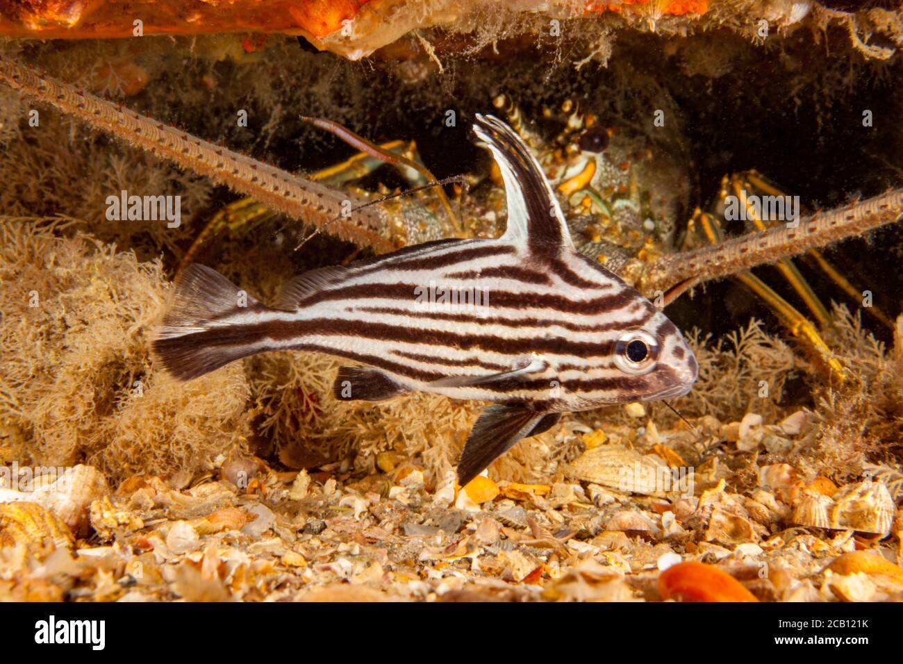 Dieser High hat Drum Fish, Equetus acuminatus, ist zwischen den Antennen eines Hummers, Florida, USA aufgereiht. Stockfoto