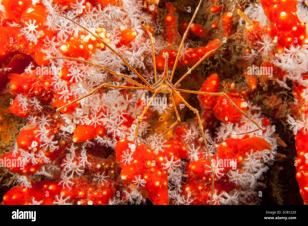 Die gelbe Pfeilkrabbe, Stenorhynchus seticornis, ist in der Karibik und an den Riffen in Florida, wo dieses Bild aufgenommen wurde, reichlich vorhanden. Stockfoto