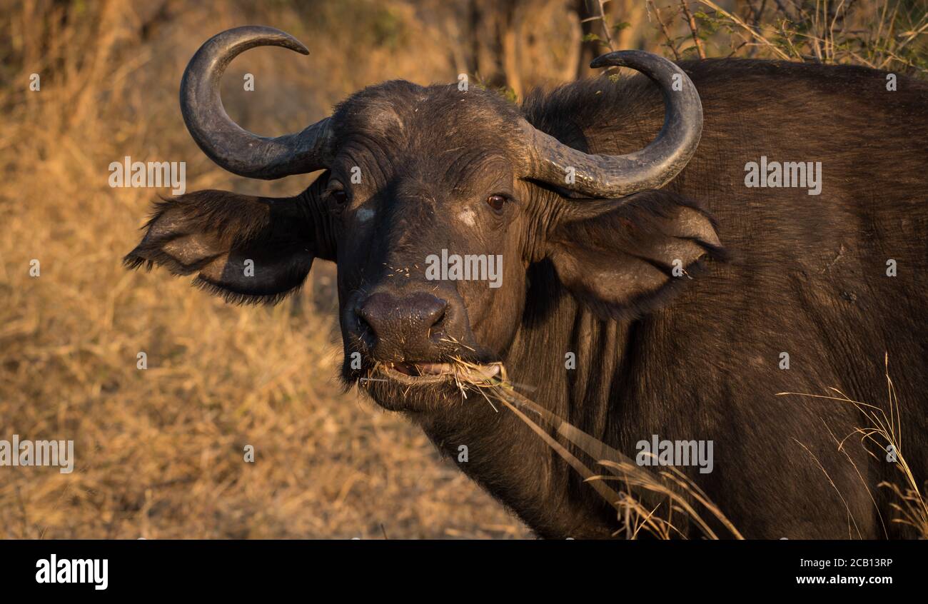 Büffelkuh schaut geradeaus und zeigt gewellte Hörner und Große Ohren schön beim Füttern auf Gras in ihrem Mund Stockfoto