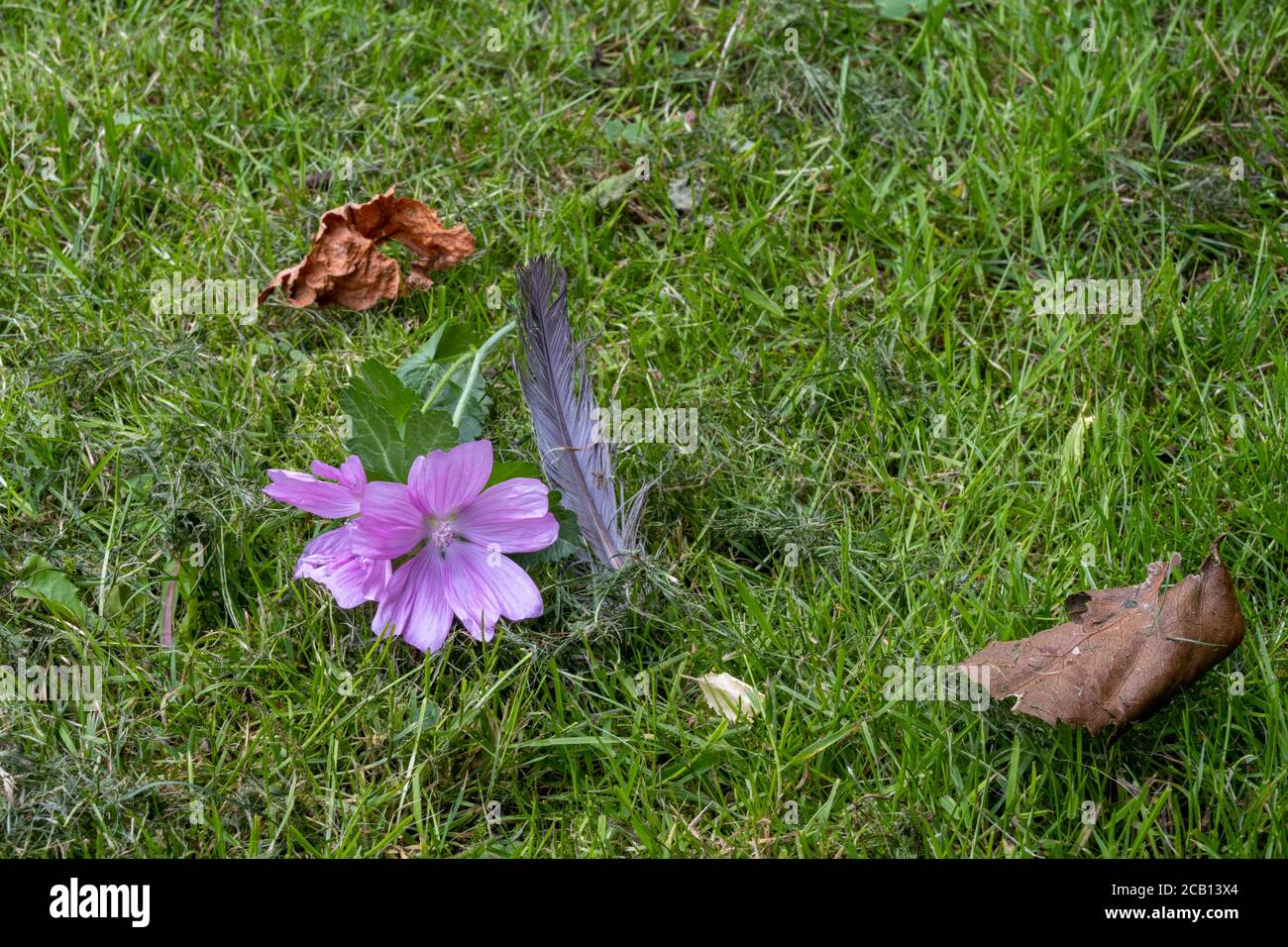 Eine rosa Blume im grünen Gras. Graue Vogelfeder und braune Blätter Stockfoto