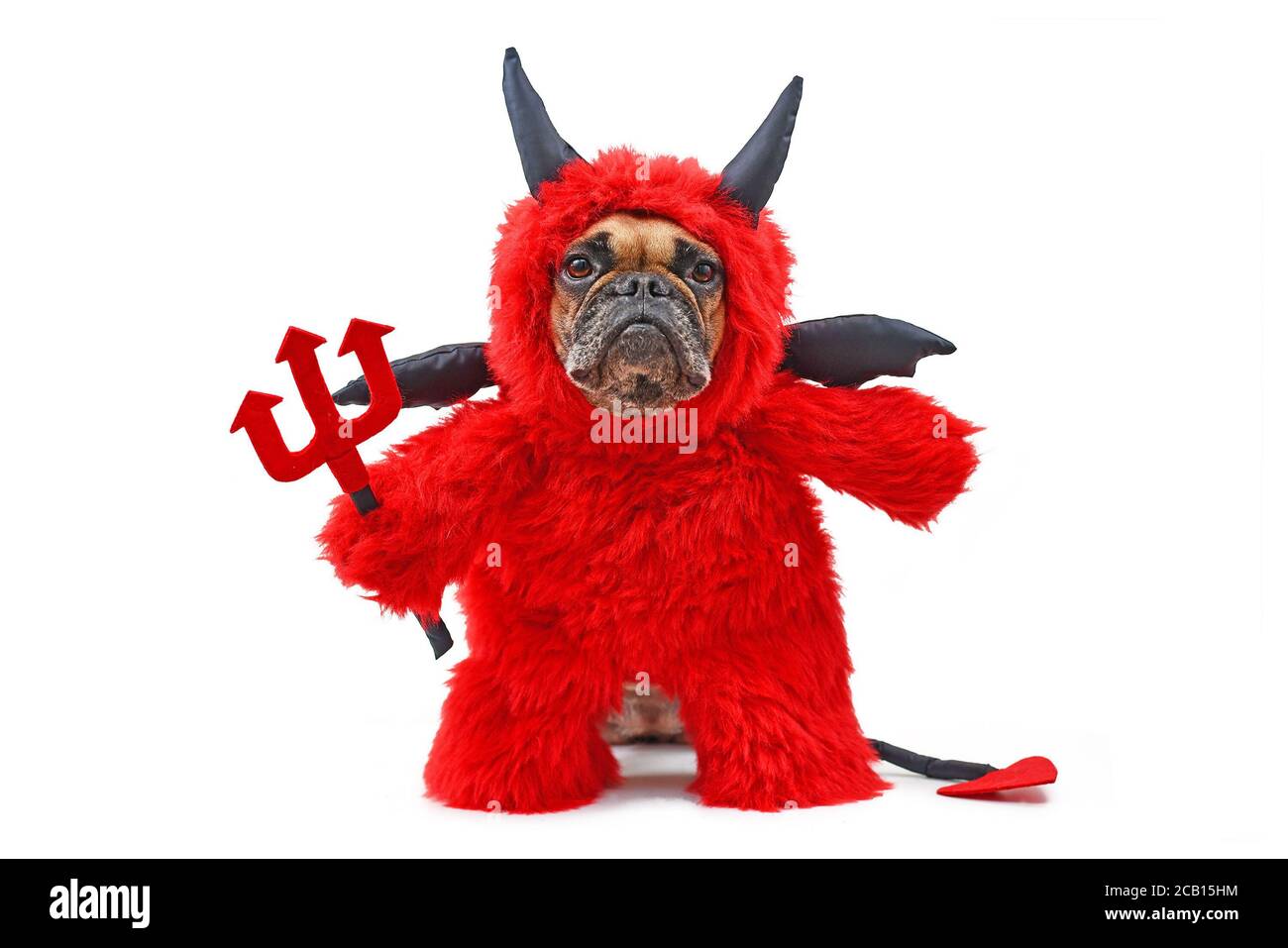 Französischer Bulldog Hund mit rotem Teufel Halloween Kostüm trägt einen  flauschigen Ganzkörperanzug mit gefälschten Armen hält Pitchfork, mit  Teufelsschwanz, Hörner und Flügel Stockfotografie - Alamy