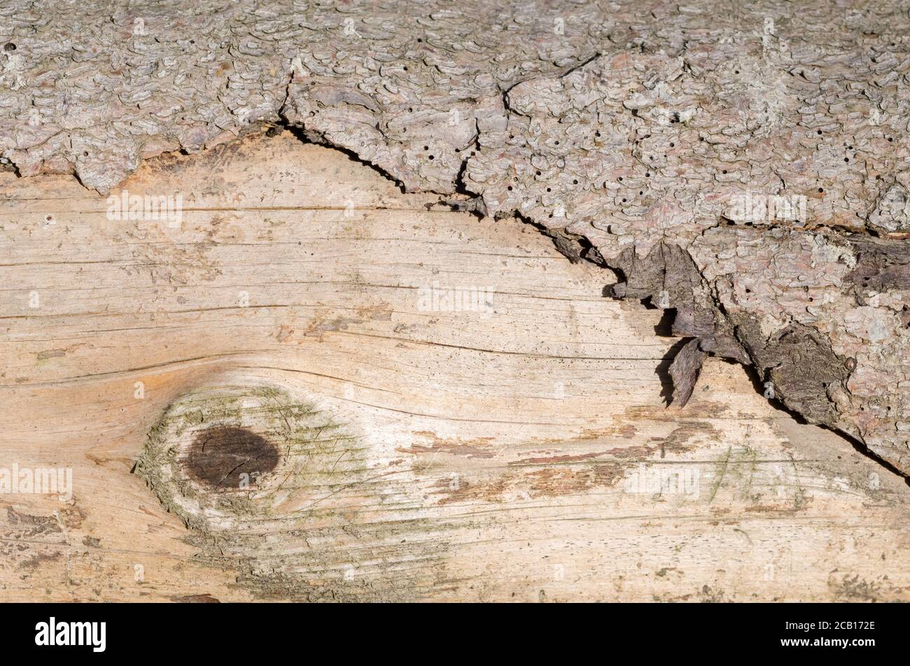 Nahaufnahme von Baumrinde in einem Wald, Holzstruktur und Muster von gefälltem Baum Stockfoto