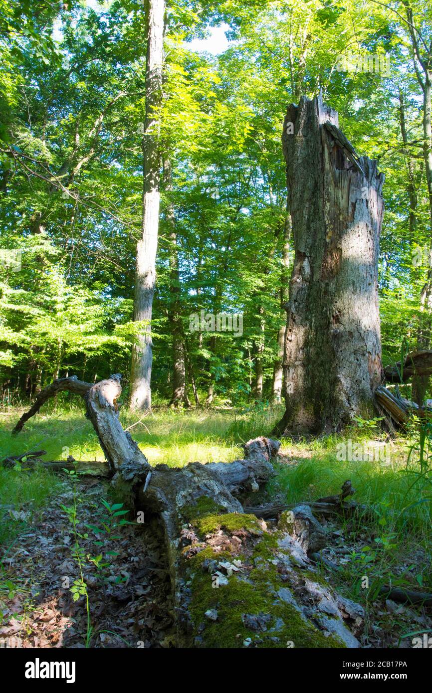 Waldboden mit großen heruntergefallenen Baum und Holzstumpf Gerade im grünen Wald stehen Stockfoto