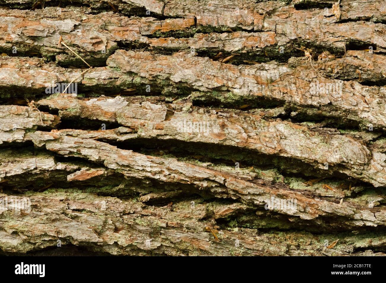Nahaufnahme von Baumrinde in einem Wald, Holzstruktur und Muster von gefällten Bäumen Stockfoto