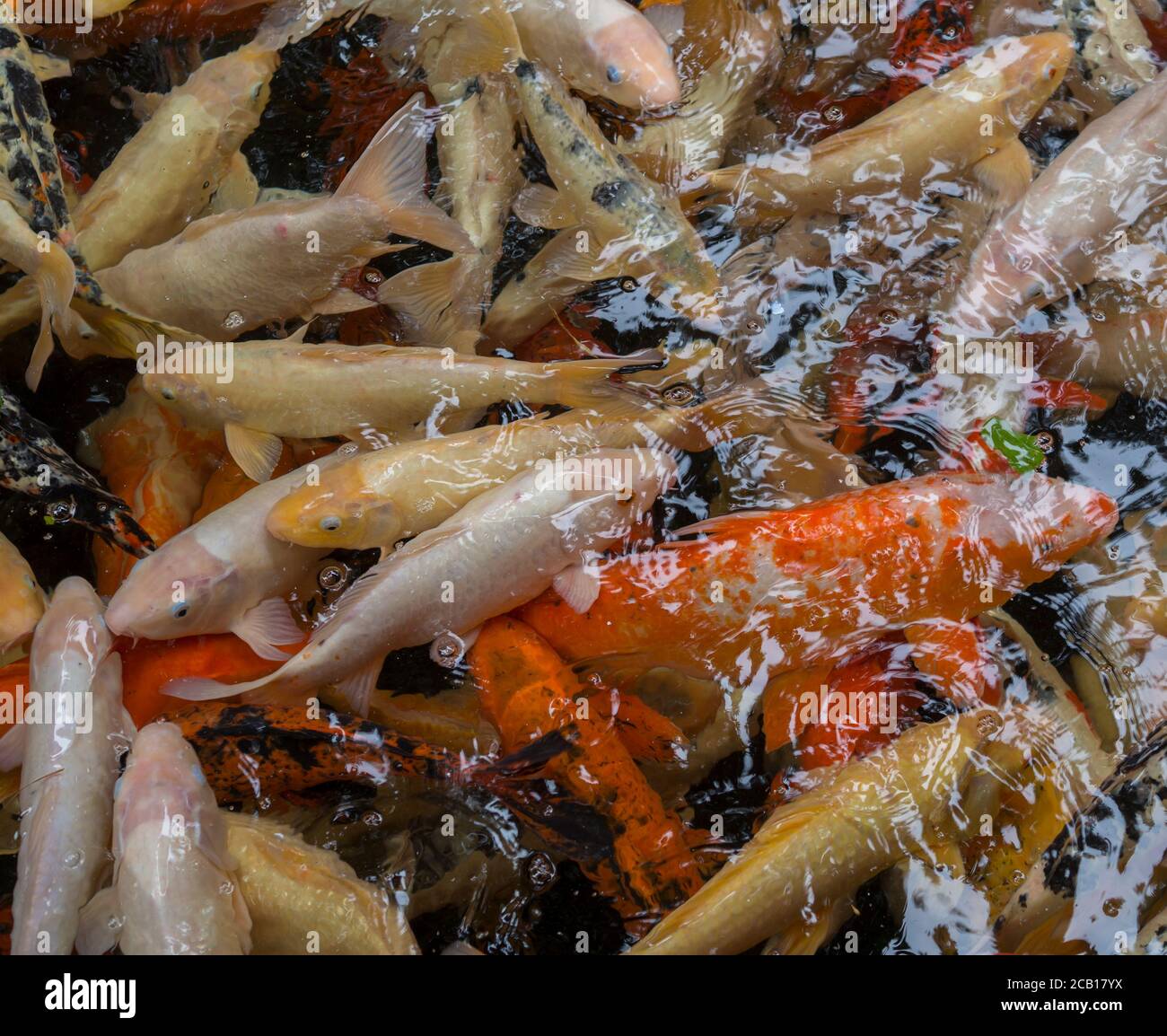 Gruppe von bunten Koi nishikigoi Amur Karpfen (Cyprinus rubrofuscus) Im Freien Koi Teiche Wassergarten Stockfoto