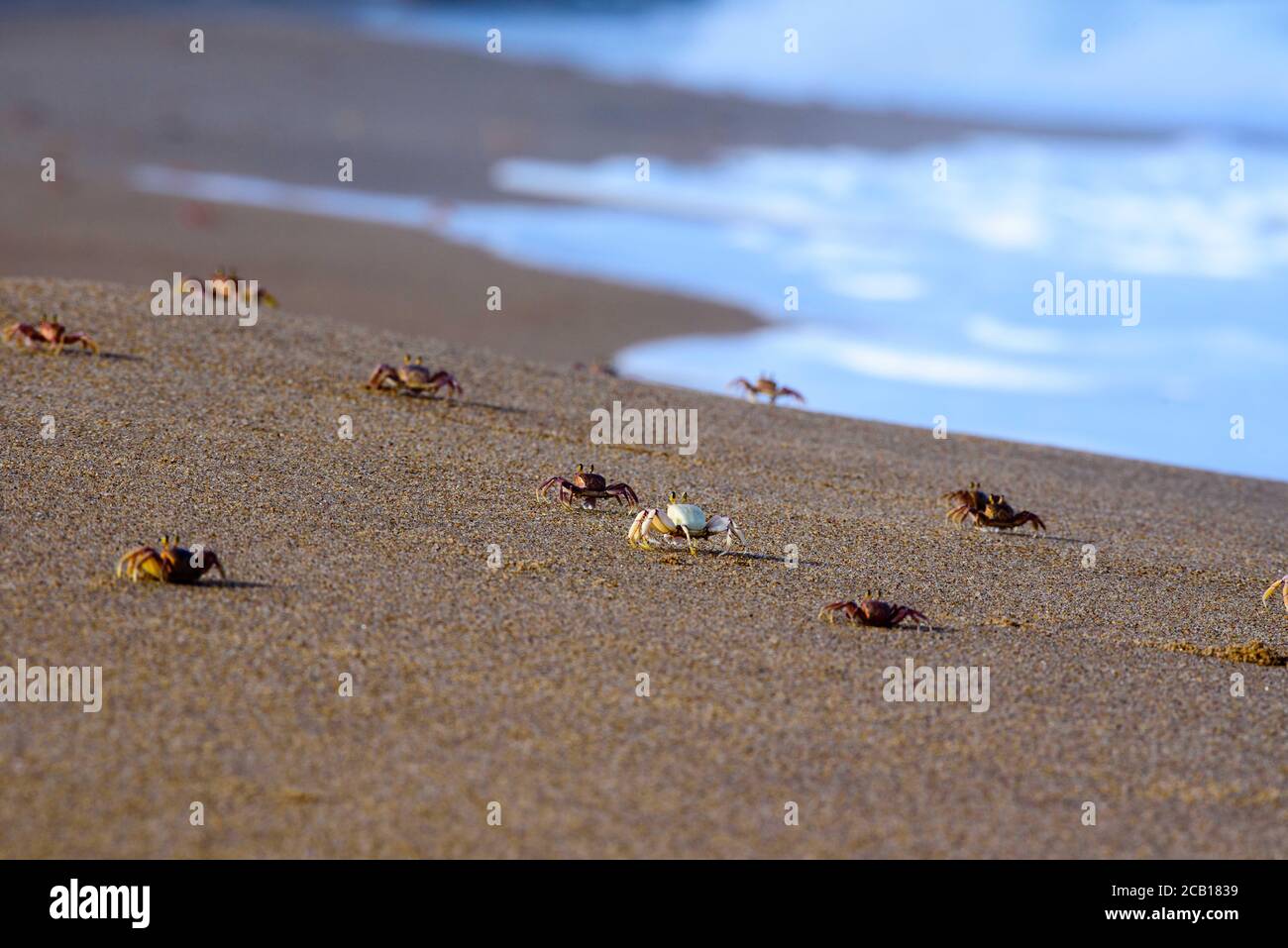 Krabben am Strand mit weißen Schaumwellen nähern Stockfoto