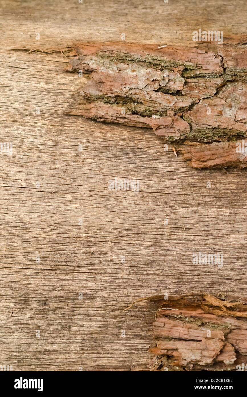 Nahaufnahme von Baumrinde in einem Wald, Holzstruktur und Muster von gefällten Bäumen Stockfoto