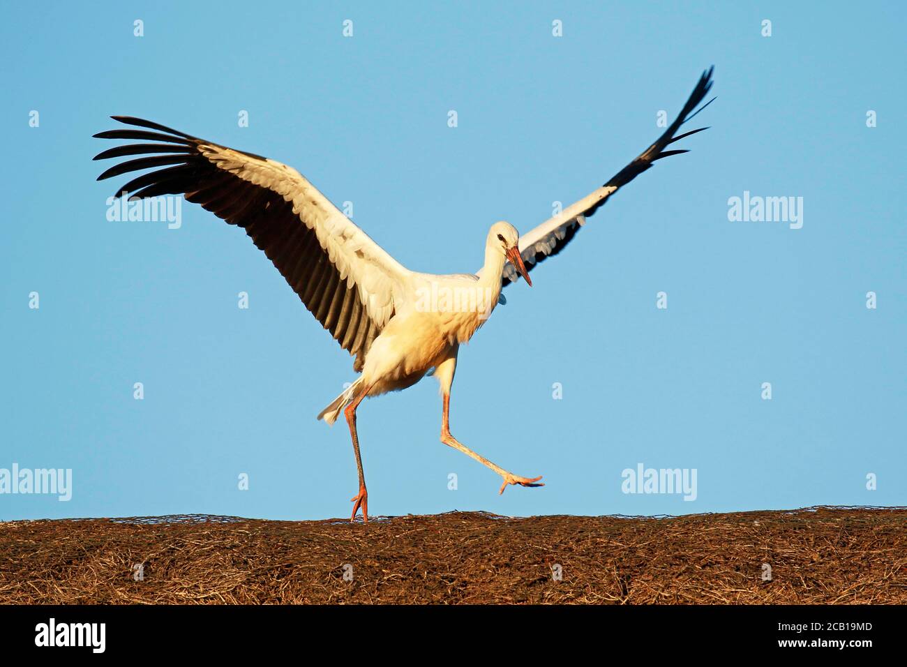 Junger Weißstorch (Ciconia ciconia) balanciert auf Strohdach, Jungvogel im Abendlicht, Schleswig-Holstein, Deutschland Stockfoto