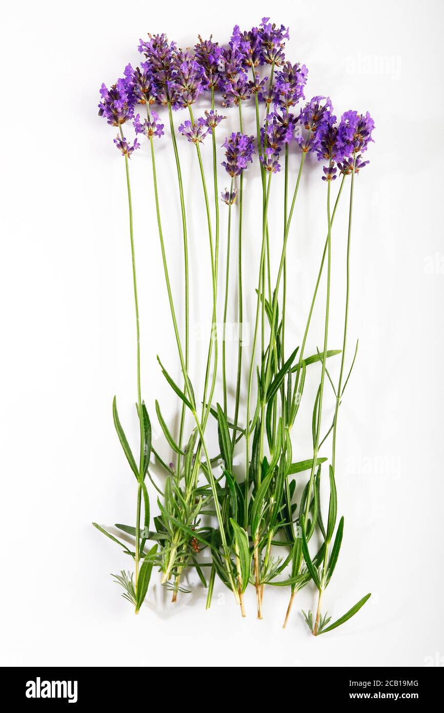 Lavendel (Lavandula angustifolia), Deutschland Stockfoto