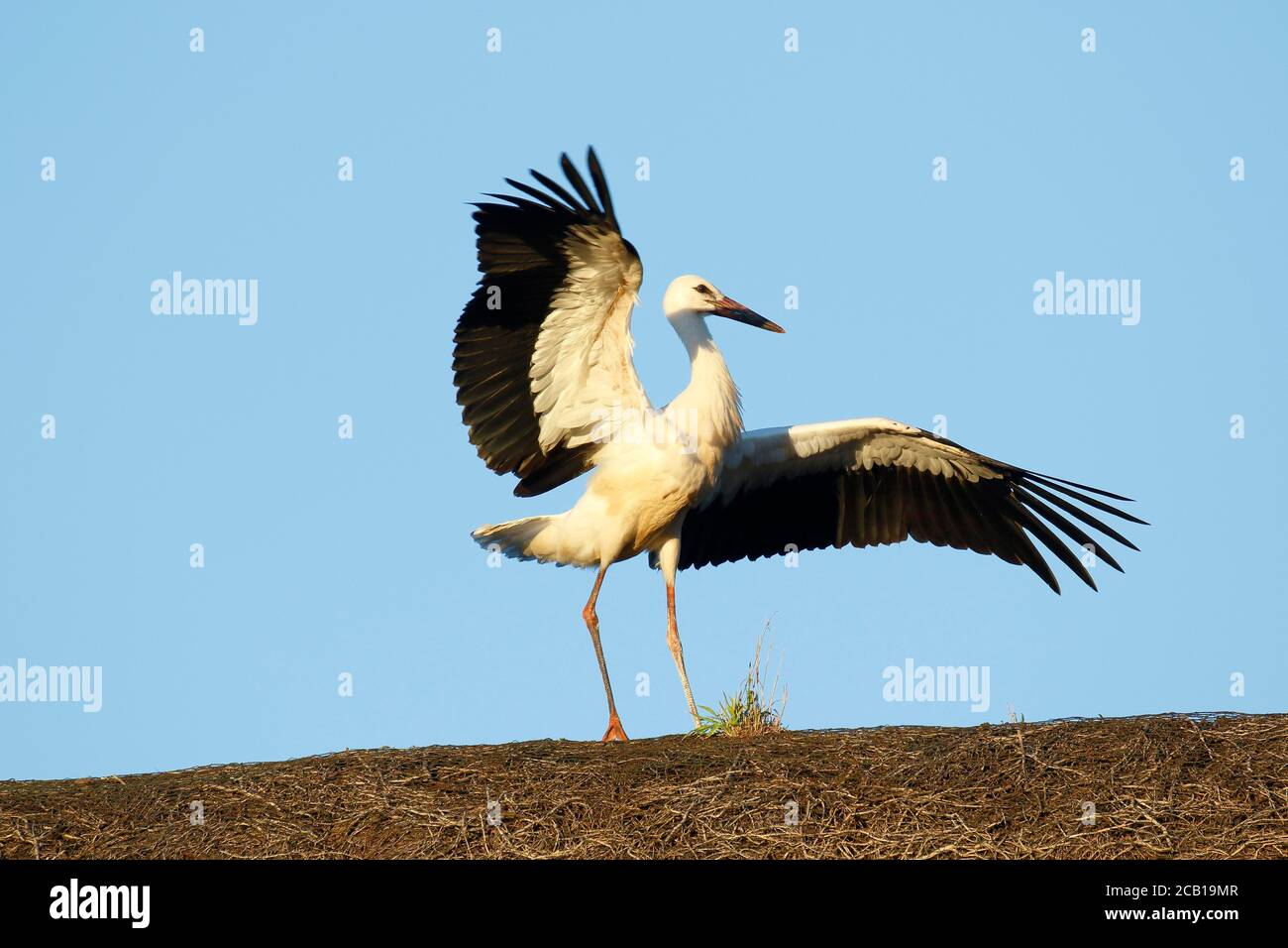 Junger Weißstorch (Ciconia ciconia) balanciert auf Strohdach, Jungvogel im Abendlicht, Schleswig-Holstein, Deutschland Stockfoto