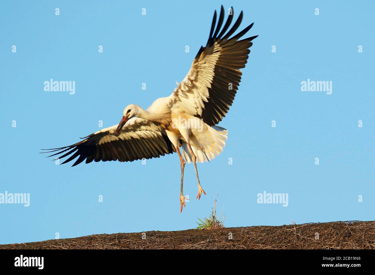 Junger Weißstorch (Ciconia ciconia) Flugübungen auf Strohdach, junger Vogel im Abendlicht, Schleswig-Holstein, Deutschland Stockfoto