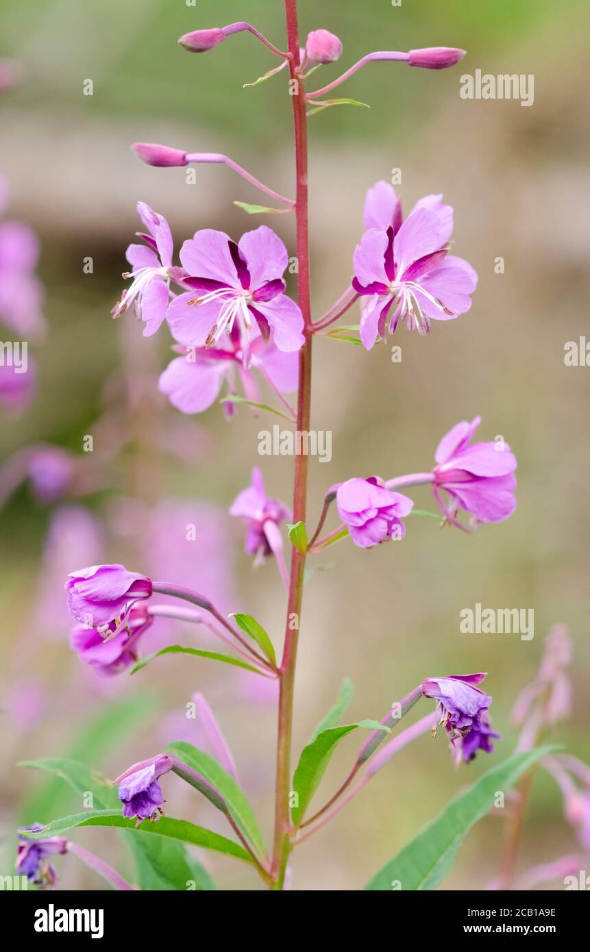 Chamaenerion angustifolium, bekannt als Feuerkraut, Weidenröschen oder Rosenkochweidenkraut in einem Wald in Deutschland, Westeuropa Stockfoto