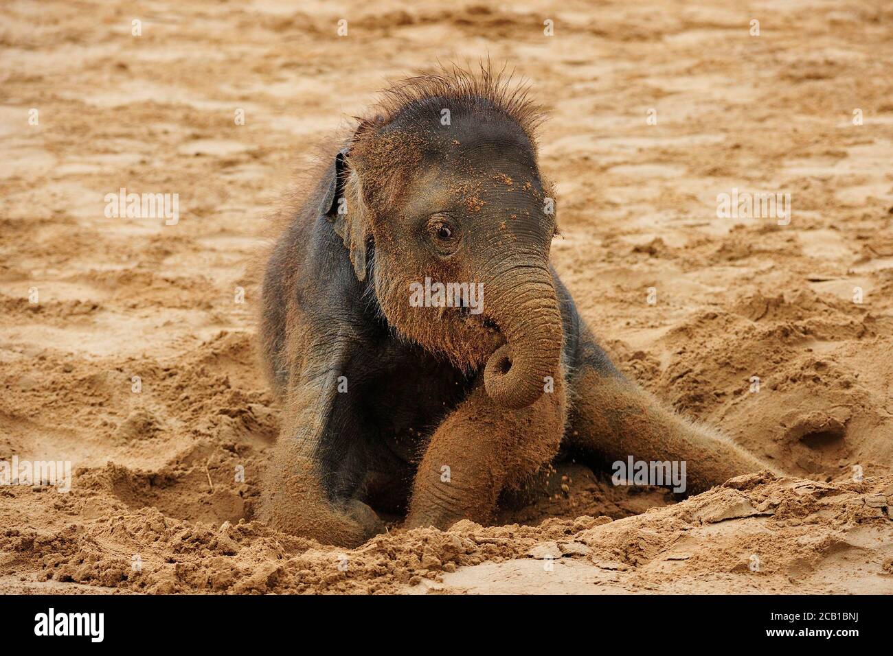 Asiatischer Elefant (Elephas maximus indicus) , Junge Tiere Rollen im Sand, gefangen Stockfoto