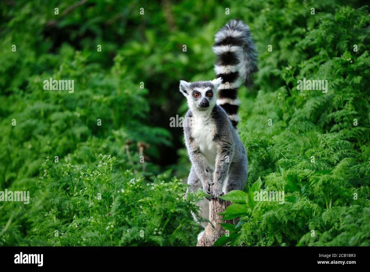 Ringschwanz-Lemur (Lemur catta) steht mit erhöhtem Schwanz auf einem Zweig zwischen grünen Pflanzen, gefangen, Vorkommen Madagaskar Stockfoto