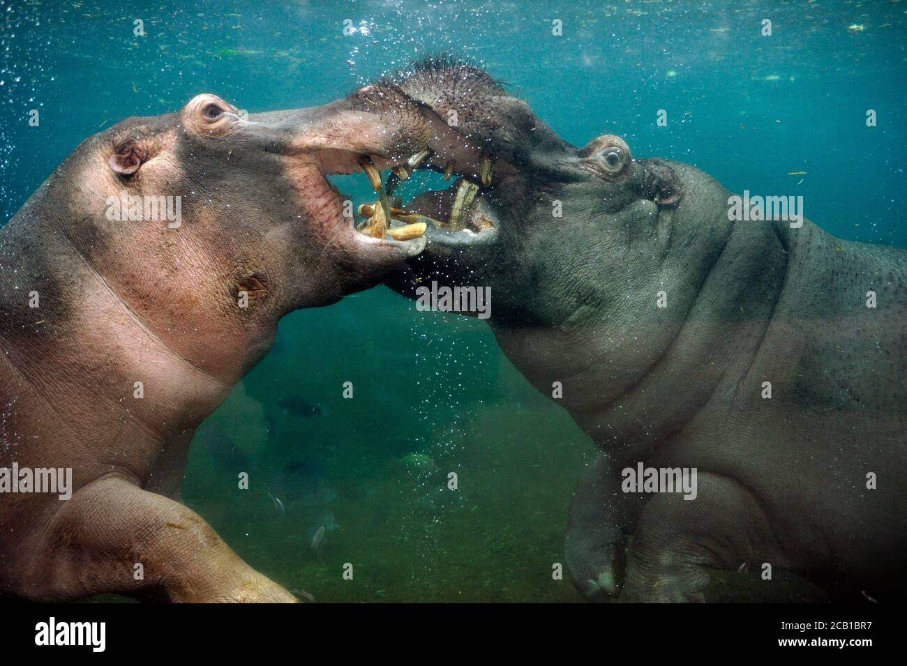 Zwei Flusspferde (Hippopotamus amphibius) unter Wasser, verspielter Kampf, gefangen Stockfoto