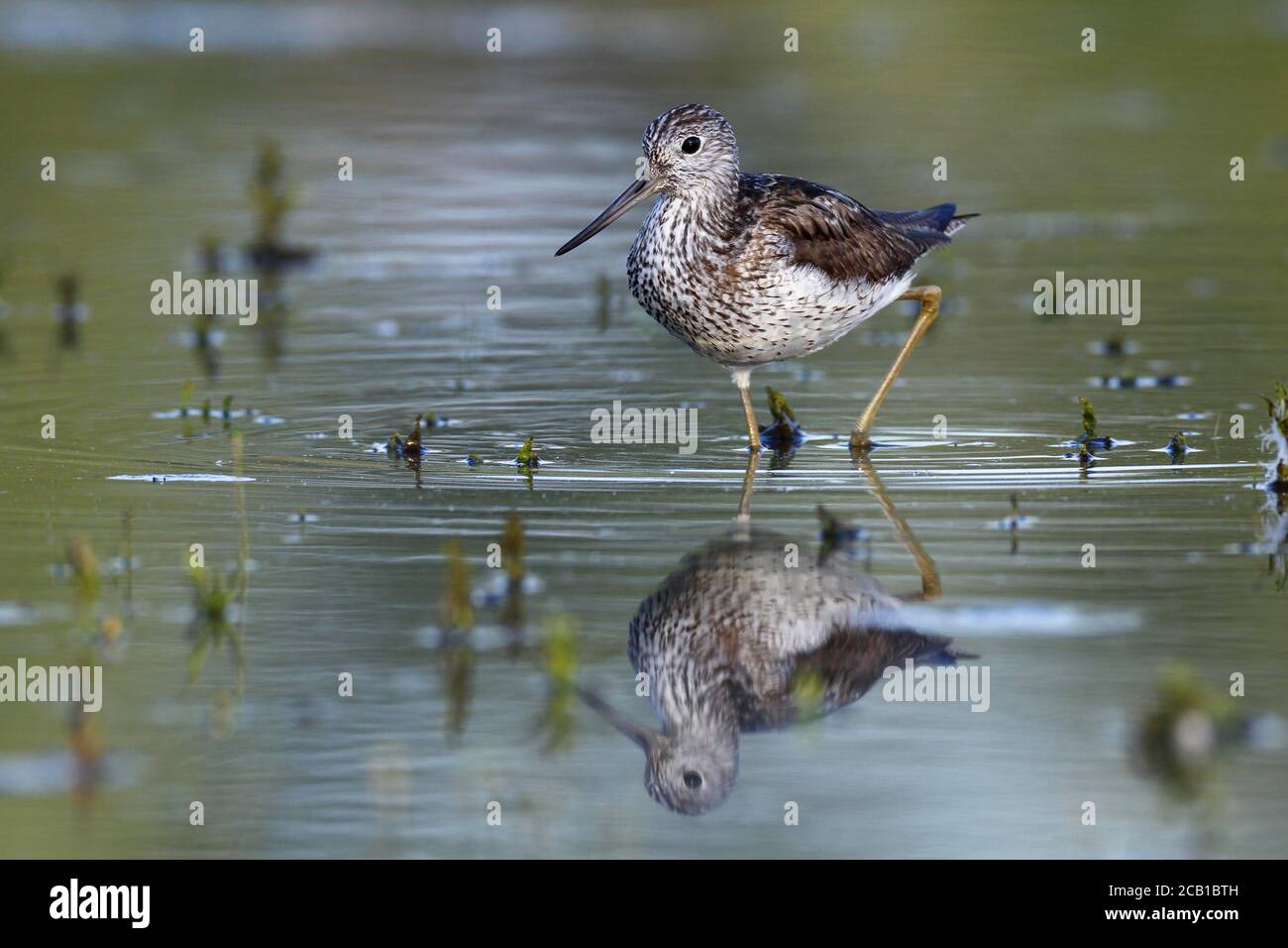 Gemeiner Grünschenkel (Tringa nebularia) bei der Nahrungssuche im Flachwasser eines Ochsenarm der Elbe, Herbstzug der Limikolen, Mittelelbe Stockfoto