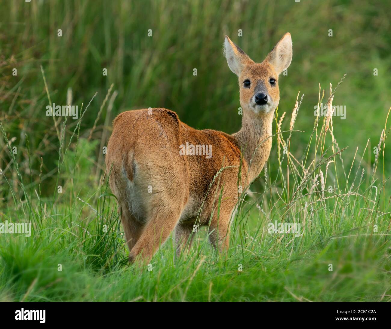 Chinesisches Wasserhirsch Stockfotos Und Bilder Kaufen Alamy