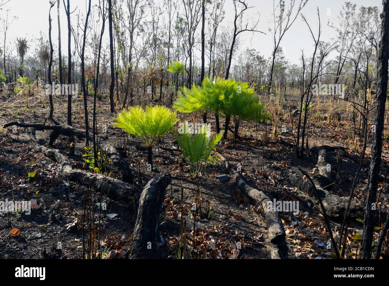 Baumfarne wachsen nach einem Buschfeuer, das die Resilienz der Vegetation zeigt, Batchelor, Northern Territory, NT, Australien Stockfoto