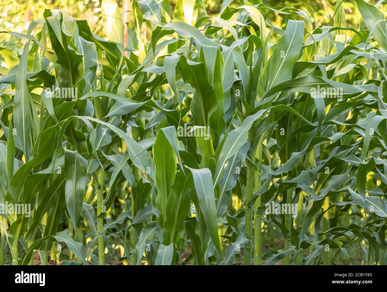 Maisfeld, wächst schön im Dorf Stockfoto