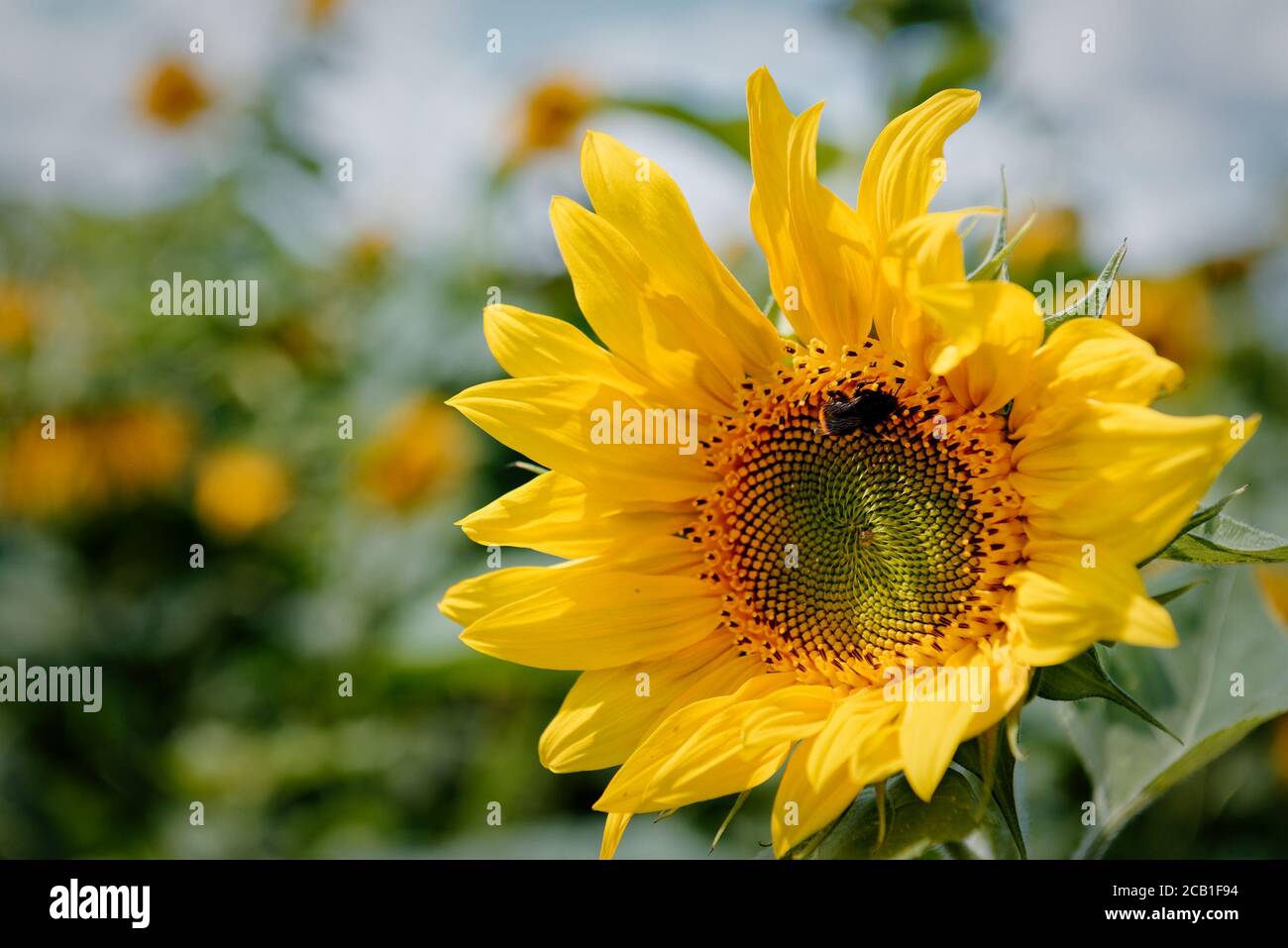 Bereich der gelb blühende Sonnenblumen in der Sonne Stockfoto