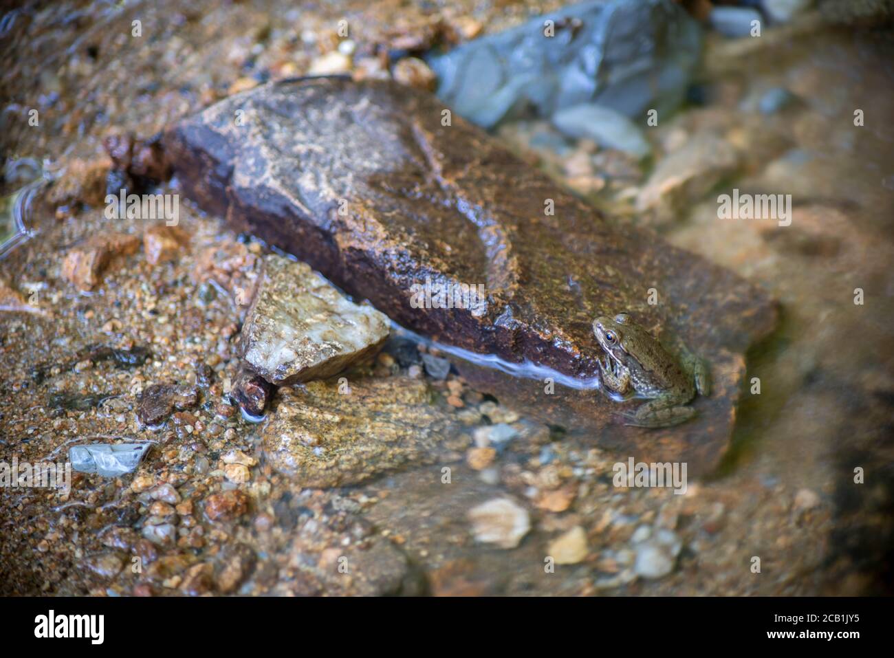 Junge Kröte mit schönen Farben, Mustern und Texturen sitzt teilweise in Wasser von fließenden Waldbach getaucht, Natur Hintergrund mit Kopierer Raum. Stockfoto