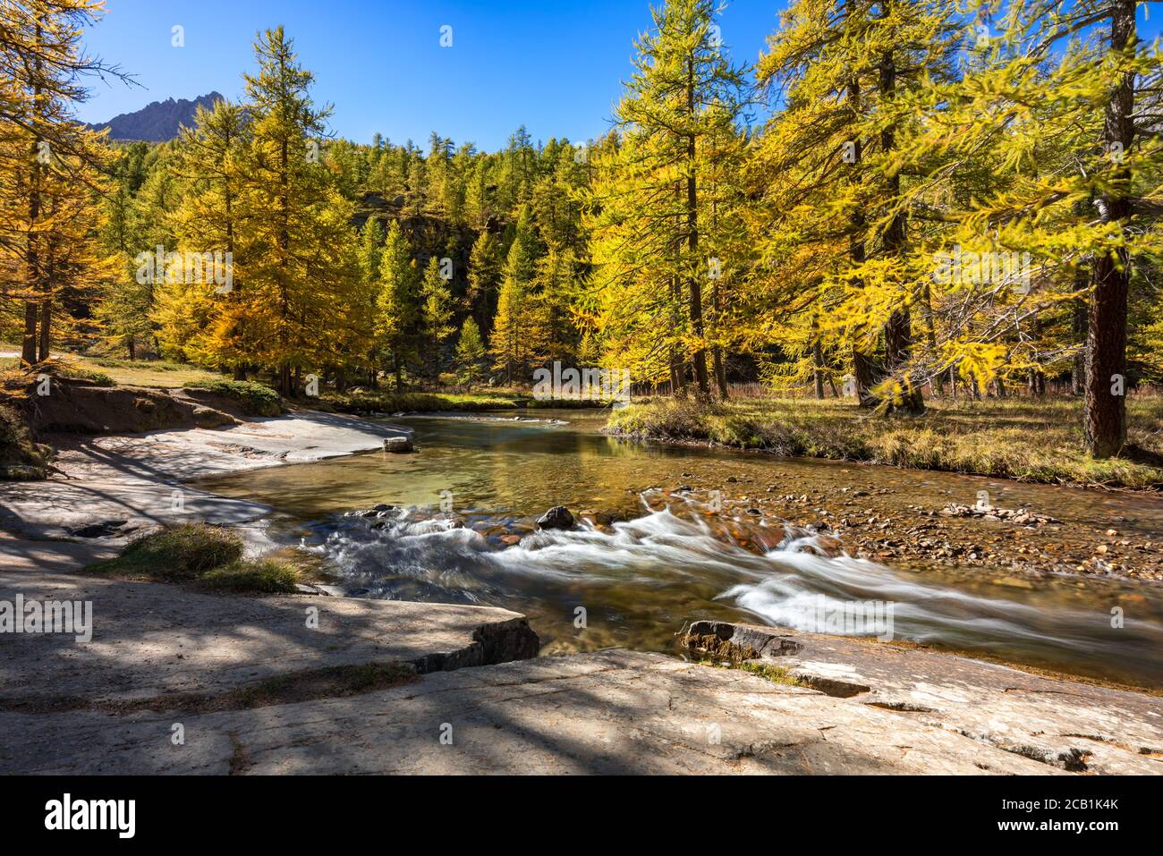 La Claree Fluss im Herbst mit goldenen Lärchen. Claree Upper Valley, Nevache, Hautes-Alpes (05), Alpen, Frankreich Stockfoto