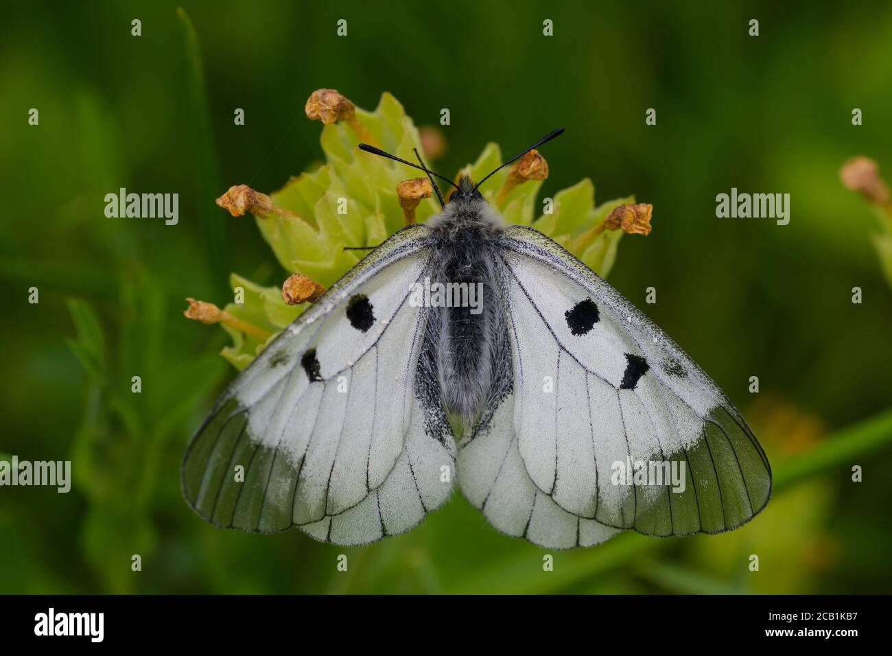 Getrübter Apollo (Parnassius mnemosyne). Das Foto wurde in einem der wenigen noch vorhandenen Fundorte für diese Art in Schweden aufgenommen. Stockfoto