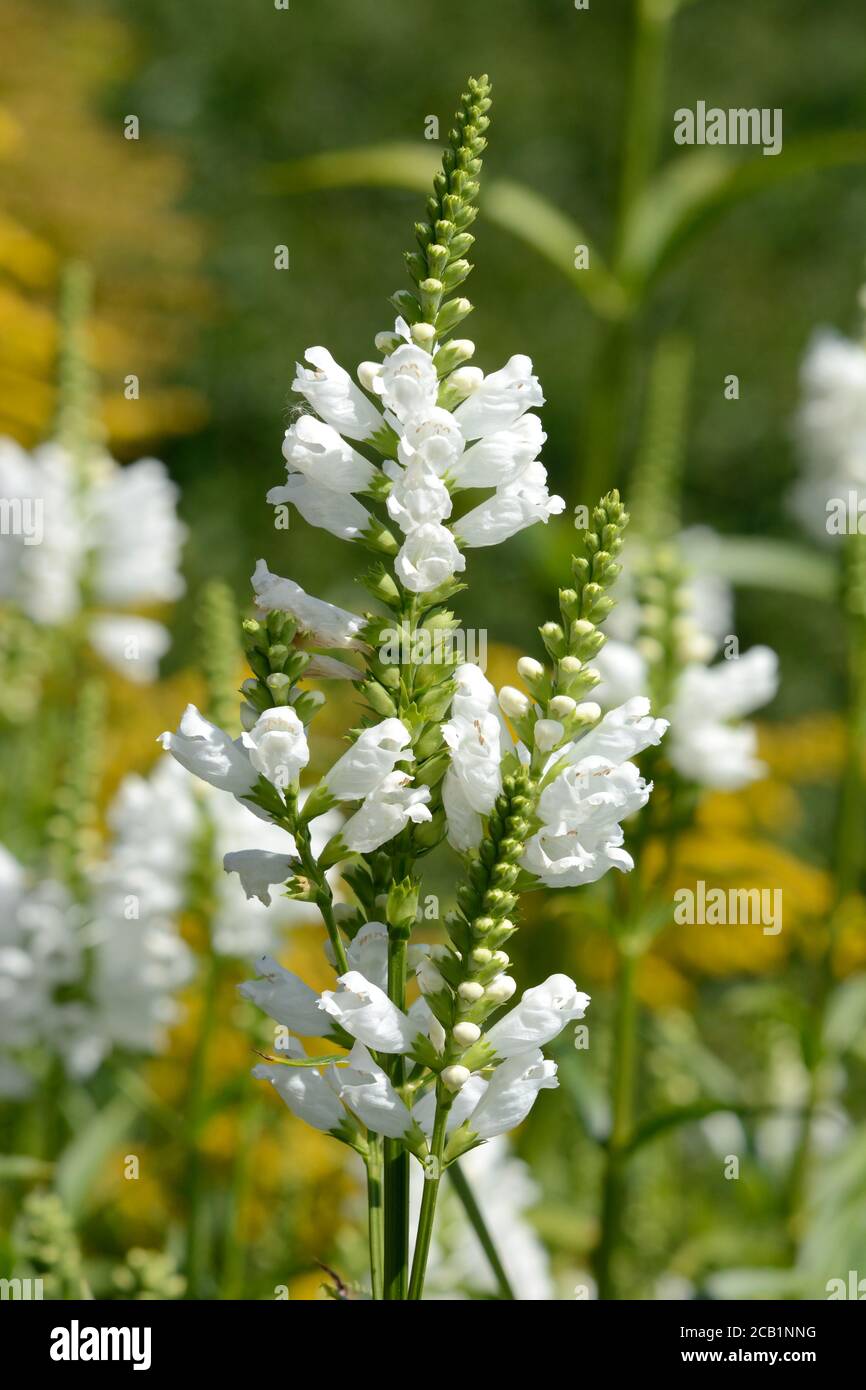 Physostegia Crystal Peak weiße Blumen gehorsame Pflanze Blütenstängel Stockfoto