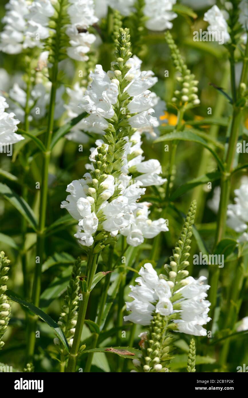 Physostegia Crystal Peak weiße Blumen gehorsame Pflanze Blütenstängel Stockfoto