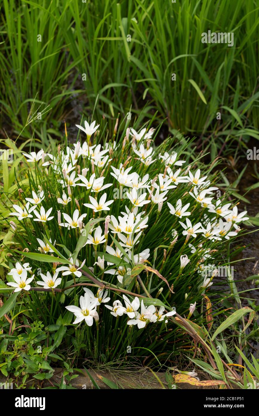 Zephyranthes candida, Stadt Isehara, Präfektur Kanagawa, Japan Stockfoto