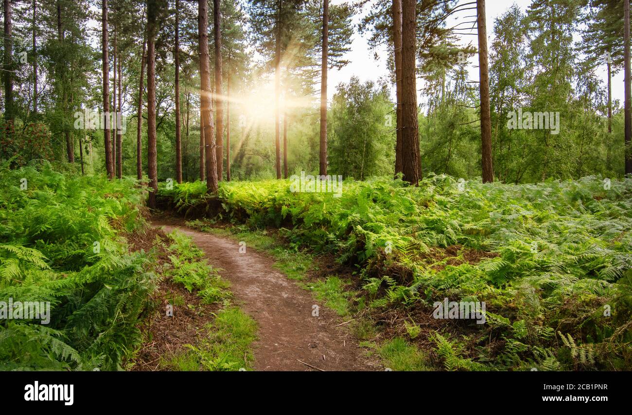 Weg in den Wald. Sonniger Sommerwald. Stockfoto