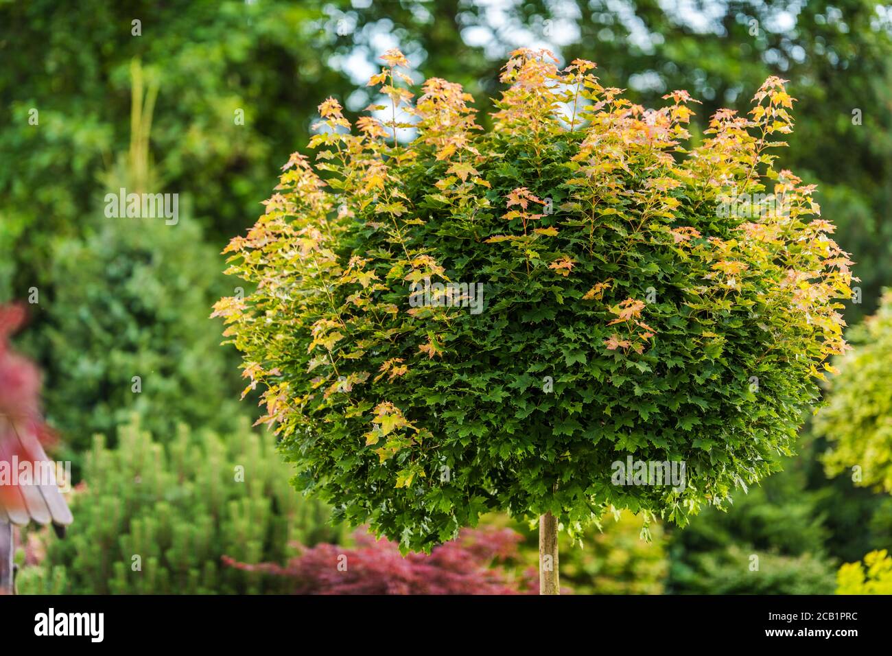 Nahaufnahme Eines Einzelnen Kleinen Grünen Und Rötlichen Baumes, Umgeben Von Üppiger Landschaft Im Garten. Stockfoto